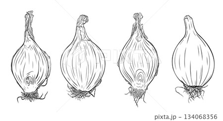 Onion head, cut lengthwise, onion slices monochrome botanical aromatic vegetables illustration set, clip art ink vector Onion head, cut lengthwise, onion slices monochrome botanical aromatic vegetables illustration set, clip art ink vector 134068356