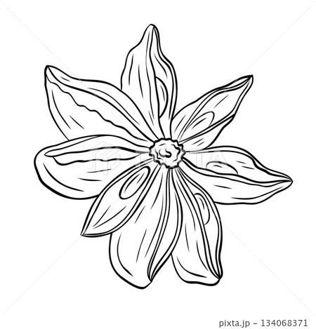 Monochrome botanical fragrant spice drawing of star anise plant isolated on white background. Graphic hand drawn ink vector Monochrome botanical fragrant spice drawing of star anise plant isolated on white background. Graphic hand drawn ink vector 134068371