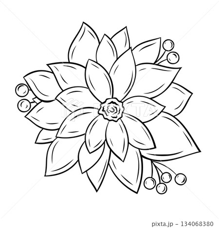 Monochrome botanical Christmas poinsettia with leaves. Graphic line art hand drawn ink black and white vector illustration 134068380