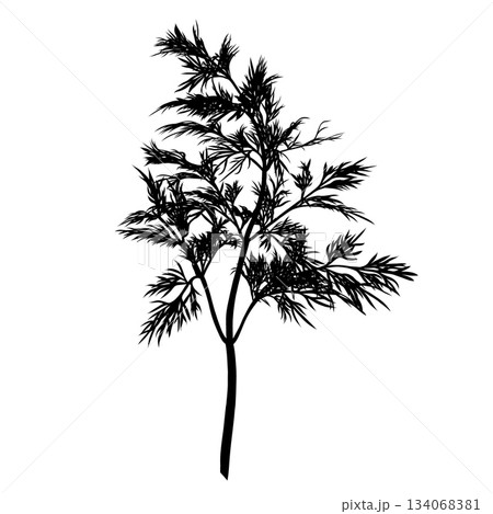 Dill plant monochrome botanical fragrant herb drawing isolated on white background. Graphic hand drawn ink vector 134068381