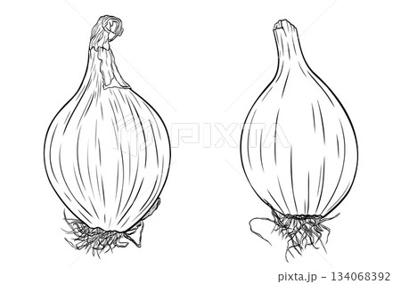 Onion head monochrome botanical aromatic vegetables illustration set, clip art ink vector 134068392