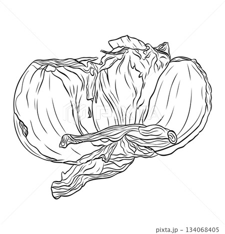 Monochrome botanical fragrant spice head of garlic 134068405
