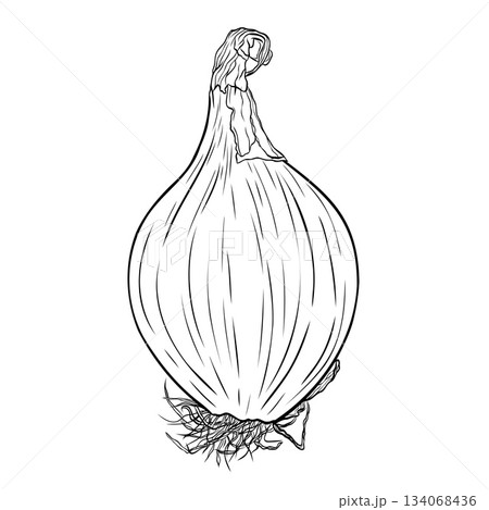 Onion head monochrome botanical aromatic vegetable illustration. Isolated on white background. Hand-drawn graphic ink vector Onion head monochrome botanical aromatic vegetable illustration. Isolated on white background. Hand-drawn graphic ink vector 134068436