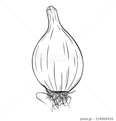 Onion head monochrome botanical aromatic vegetable illustration. Isolated on white background. Hand-drawn graphic ink vector Onion head monochrome botanical aromatic vegetable illustration. Isolated on white background. Hand-drawn graphic ink vector 134068458