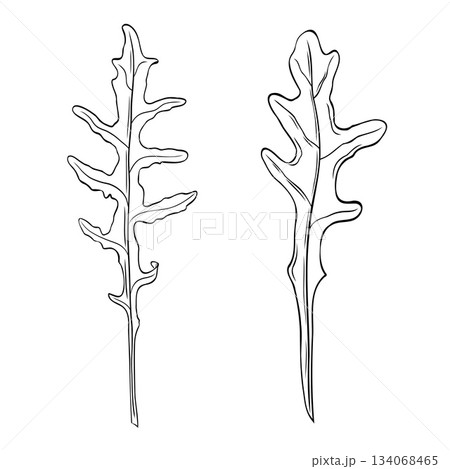 Set, clipart of monochrome botanical fragrant herb drawing of arugula plants. Graphic hand drawn ink vector 134068465