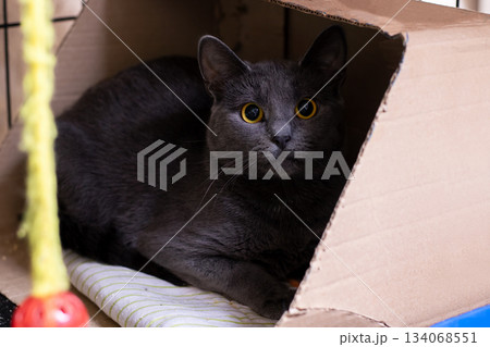 Curious cat observes plaything carefully, Cozy indoor scene featuring pondering feline 134068551