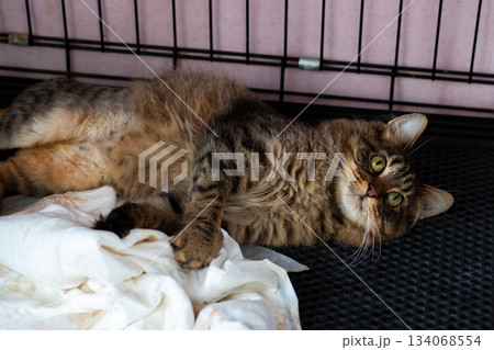 Relaxed tabby lounging in shelter, Peaceful cat resting inside cage with gentle expression Relaxed tabby lounging in shelter, Peaceful cat resting inside cage with gentle expression 134068554