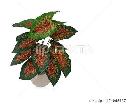 front view gren and red Aglaonema tree on white ceramic pot on white background, nature, object, decor, fashion, copy space front view gren and red Aglaonema tree on white ceramic pot on white background, nature, object, decor, fashion, copy space 134068587