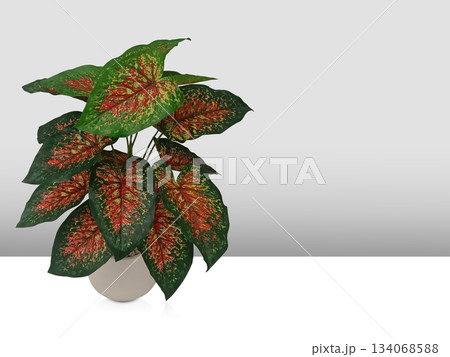 front view gren and red Aglaonema tree on white ceramic pot on white floor, grey wall background, nature, object, decor, fashion, copy space front view gren and red Aglaonema tree on white ceramic pot on white floor, grey wall background, nature, object, decor, fashion, copy space 134068588