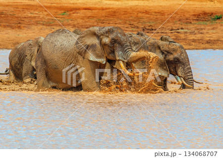 Elephant running in water on savannah in National park of Africa Elephant running in water on savannah in National park of Africa 134068707