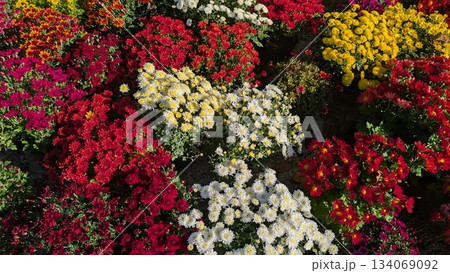 Festive display of multicolored chrysanthemums at market stalls Festive display of multicolored chrysanthemums at market stalls 134069092