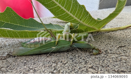 Nature scene featuring mantis on rocky ground with shadows Nature scene featuring mantis on rocky ground with shadows 134069093