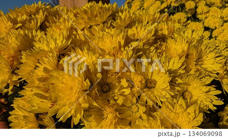 Vivid sunflowercolored chrysanthemum bouquet for market display Vivid sunflowercolored chrysanthemum bouquet for market display 134069098