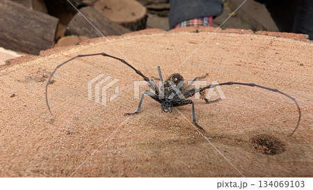 Sprawling antennae beetle adopts striking guard position on timber Sprawling antennae beetle adopts striking guard position on timber 134069103