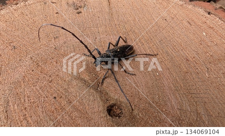 Beetle inspects wood, Dusk emphasizes antennae and bark textures 134069104