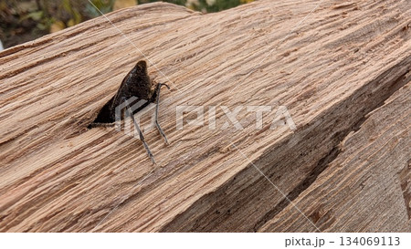 Closeup of moth silhouette against textured wooden surface 134069113