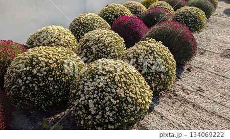Ornamental spherical flower designs arranged in systematic garden pathways 134069222