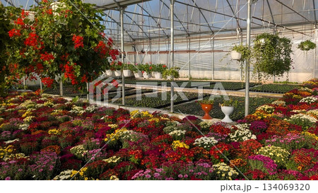 Extensive nursery setup for fall floral displays and harvest Extensive nursery setup for fall floral displays and harvest 134069320