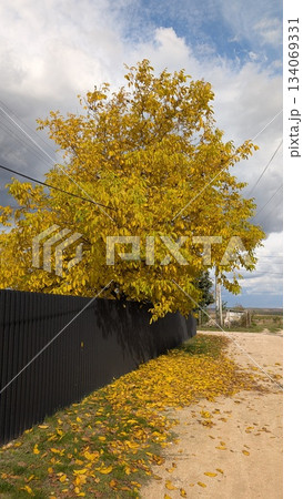 Autumn landscape imagery, Rustic trees and fallen leaves scene Autumn landscape imagery, Rustic trees and fallen leaves scene 134069331