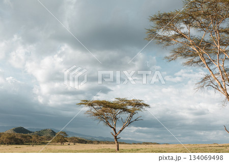 Kenya Photographers By Antony Trivet Photography 134069498