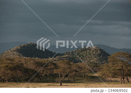 Kenya Photographers By Antony Trivet Photography 134069502