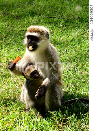 Kenya Photographers By Antony Trivet Photography 134069507