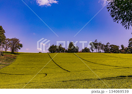 Kenya Photographers By Antony Trivet Photography 134069539