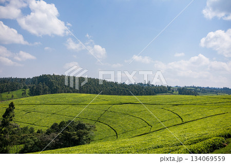 Kenya Photographers By Antony Trivet Photography Kenya Photographers By Antony Trivet Photography 134069559