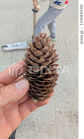 child examines nature, child casually researches textured pine cone with scooter nearby in warm child examines nature, child casually researches textured pine cone with scooter nearby in warm 134069580