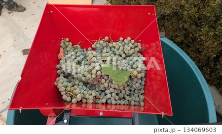 vineyard harvest with fresh grapes, sunlit vineyard scene with crushing of ripe grape clusters vineyard harvest with fresh grapes, sunlit vineyard scene with crushing of ripe grape clusters 134069603