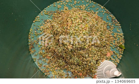 postpress grape residue collection emphasizing environmentally responsible winery operations 134069605
