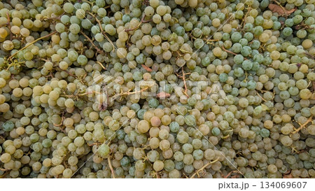 organic vineyard produce presentation, small batch organic grapes with soft bloom and rustic charm 134069607
