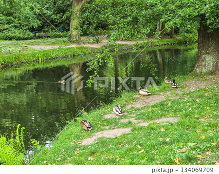 Serene Park Lake Ducks in Their Natural Habitat 134069709