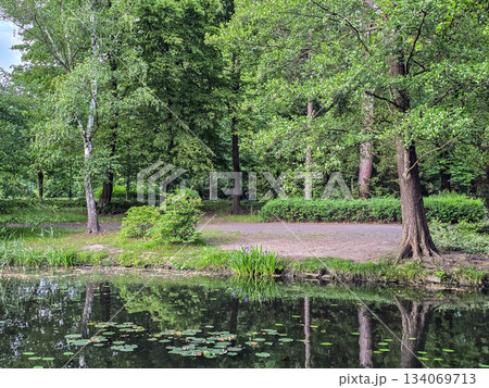 Serene Park Lake Ducks in Their Natural Habitat 134069713