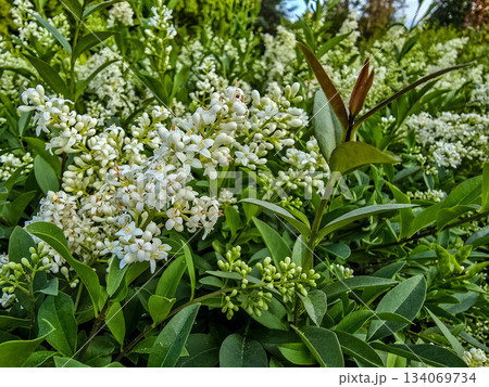 Delicate White Flowers Blooming Spring Freshness and Purity Delicate White Flowers Blooming Spring Freshness and Purity 134069734