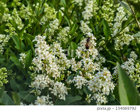 Delicate White Flowers Blooming Spring Freshness and Purity Delicate White Flowers Blooming Spring Freshness and Purity 134069792
