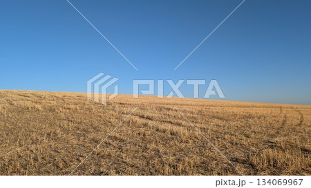 A Vast Expansive Golden Wheat Field Spreading Beneath a Beautiful Clear Blue Sky A Vast Expansive Golden Wheat Field Spreading Beneath a Beautiful Clear Blue Sky 134069967