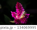 ケイトウの花とハチ 134069995