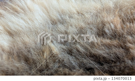 The textured fur surface is ideal for creative projects, enhancing visual appeal The textured fur surface is ideal for creative projects, enhancing visual appeal 134070013