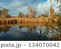 Tranquil autumn lake scene reflecting golden reeds and bare trees under a cloudy sky, showcasing nature's serene beauty and seasonal transition with copy space 134070042