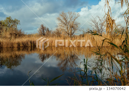 Tranquil autumn lake scene reflecting golden reeds and bare trees under a cloudy sky, showcasing nature's serene beauty and seasonal transition with copy space 134070042