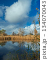vertical shot of a tranquil lake landscape with golden autumn reeds and trees under a bright blue sky with fluffy clouds 134070043