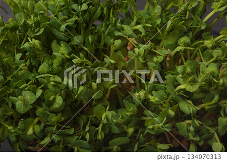 Close up macro fresh green pea shoots microgreens growing healthy nutrition diet fibre superfood Close up macro fresh green pea shoots microgreens growing healthy nutrition diet fibre superfood 134070313