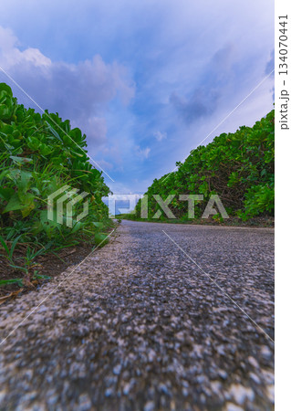 低い視点から見た辺戸岬の自然あふれる静かな遊歩道 134070441