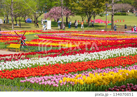木曽三川公園のチューリップ《岐阜県 海津市 木曽三川公園センター》 木曽三川公園のチューリップ《岐阜県 海津市 木曽三川公園センター》 134070851