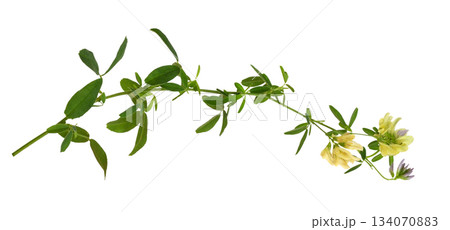 Twig of yellow flowers and green leaves of lucerne (Medicago) isolated on white background 134070883