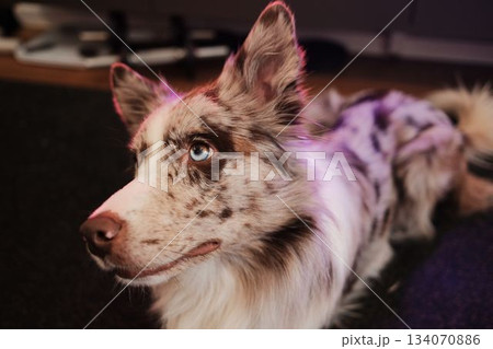 Border collie red merle dog looks to the side while pink light reflects on its fur. The scene suggests style, atmosphere and a modern indoor mood 134070886