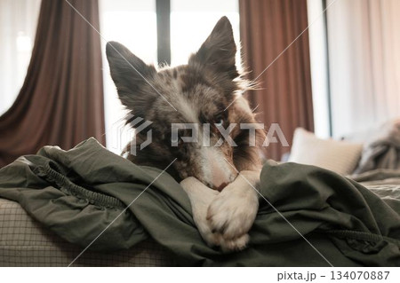 The dog lies on the bed and covers its face with a paw. The scene conveys humor, shyness and playful home behavior 134070887