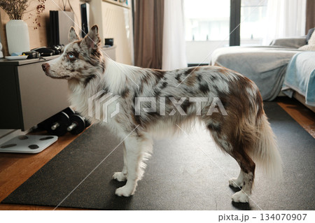 The dog stands in profile in the living room, alert and focused. The scene expresses attention, readiness and a clean domestic environment. Red merle border collie with blue eyes 134070907