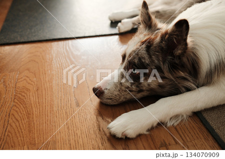 The dog lies calmly on the wooden floor, looking ahead with relaxed expression. The scene conveys comfort, peace and a gentle home atmosphere The dog lies calmly on the wooden floor, looking ahead with relaxed expression. The scene conveys comfort, peace and a gentle home atmosphere 134070909
